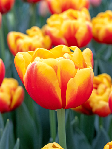 TULIPÁN Shell 11/12, 100 ks